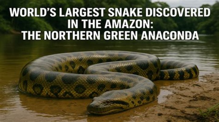 Are there anacondas in the Amazon rainforest?