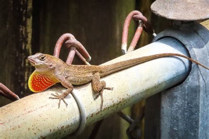 Are there anoles in California?