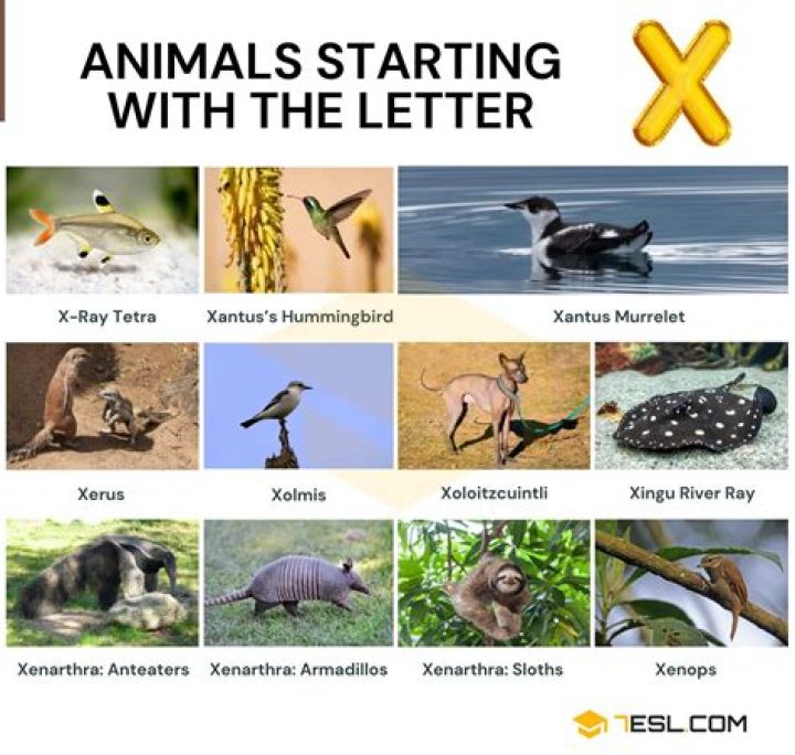 Are there any animals that start with the letter X?