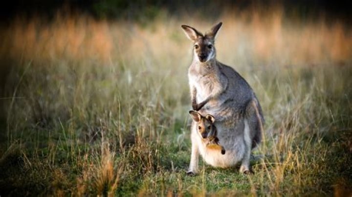 Are there any kangaroos in the United States?