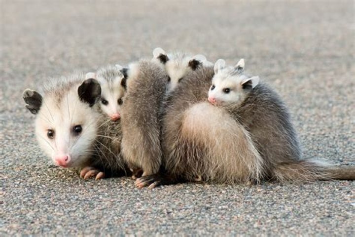 Are there any marsupials in America?