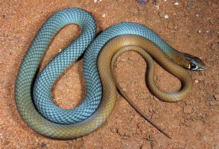Are there any snakes in Menorca?