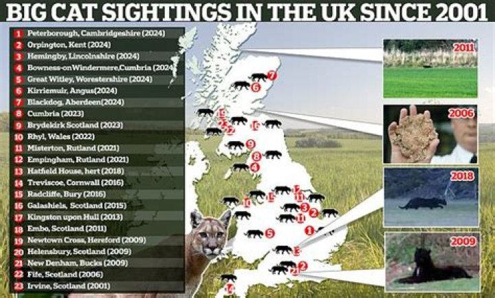 Are there big cats loose in the UK?