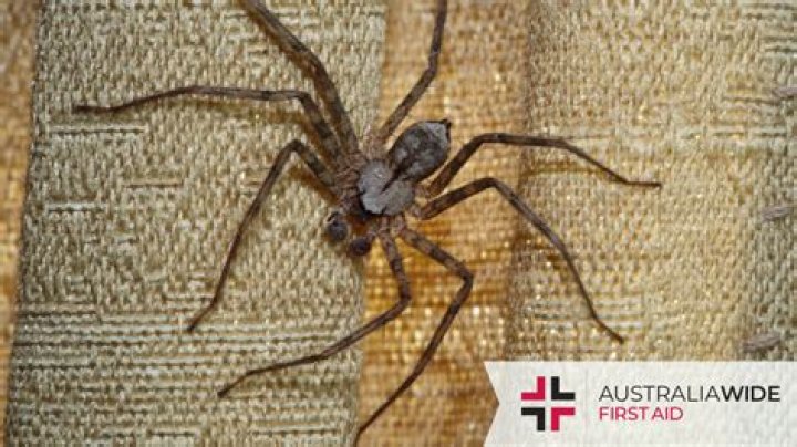 Are there big spiders in Tasmania?