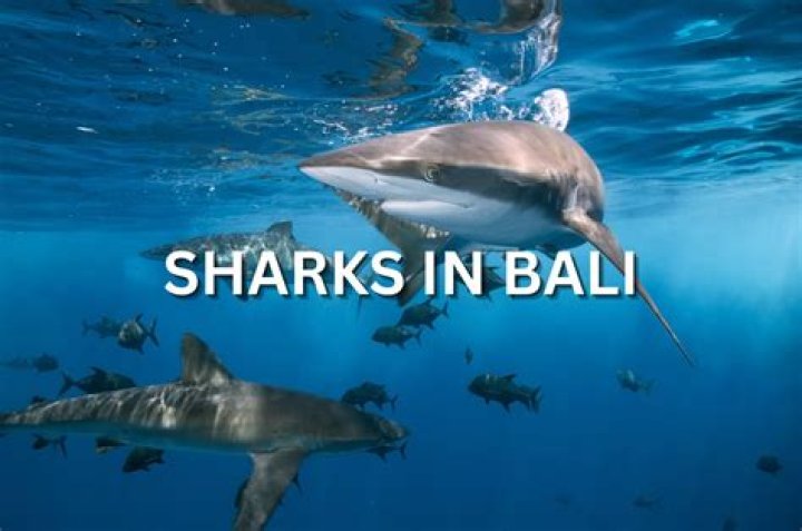 Are there dangerous sharks in Bali?
