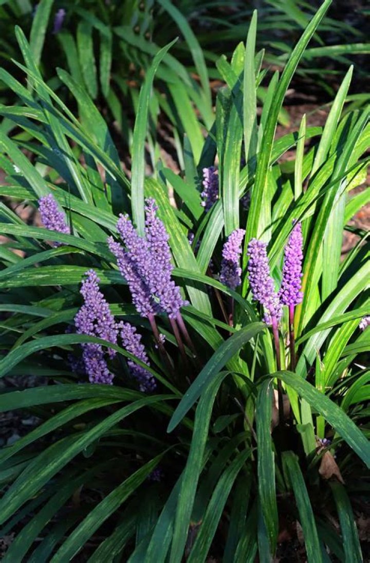 Are there different types of liriope?