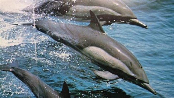 Are there dolphins in the Aegean Sea?