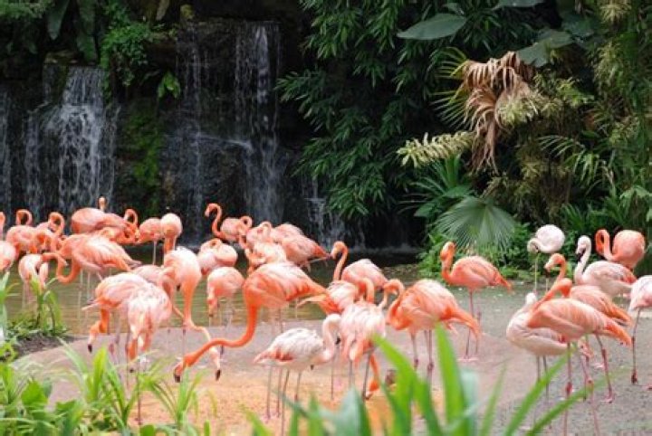 Are there flamingos in Singapore Zoo?