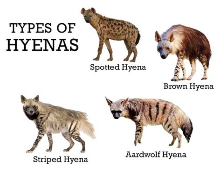 Are there hyenas in Afghanistan?