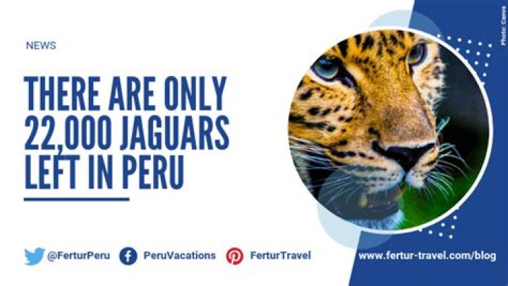 Are there Jaguars in Peru?
