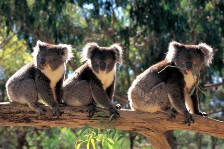 Are there koalas in Adelaide?