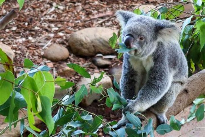 Are there koalas in Cairns?