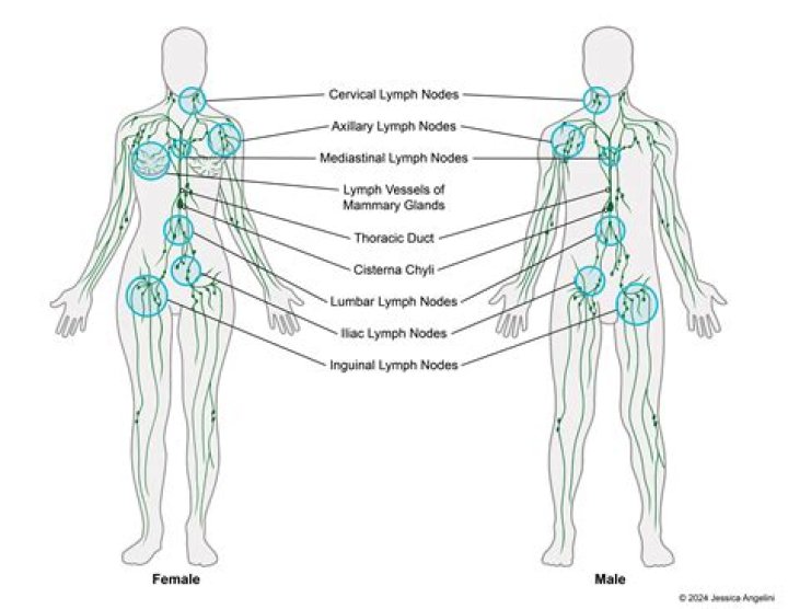 Are there lymph nodes on your chest?