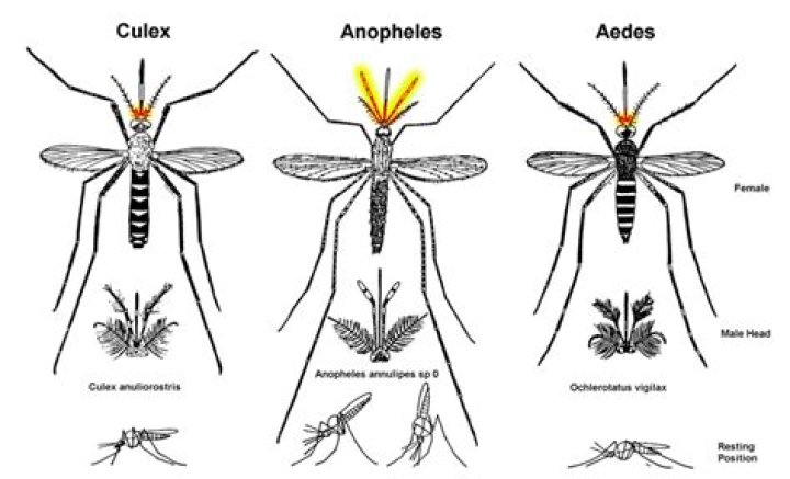 Are there mosquitoes in Siem Reap?