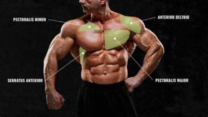 Are there muscles in women's breasts?