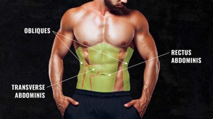 Are there muscles in your lower abdomen?