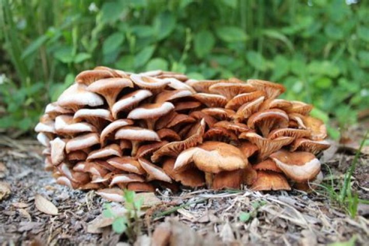 Are there mushrooms in November?