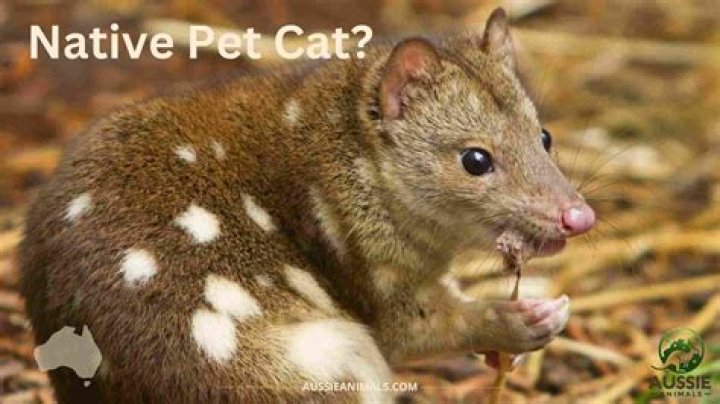 Are there native cats in Australia?
