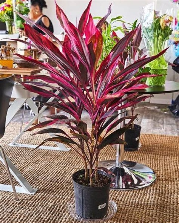 Are there plants that are not green?