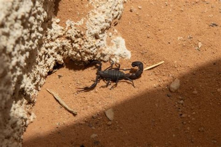 Are there scorpions in Wadi Rum?