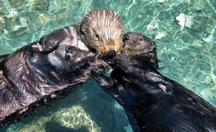 Are there sea otters in Seattle?