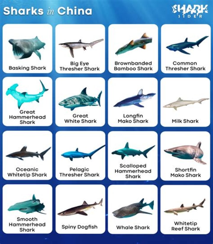 Are there sharks in China?