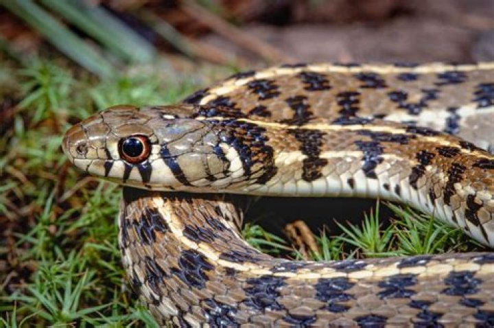 Are there snakes in San Antonio Texas?