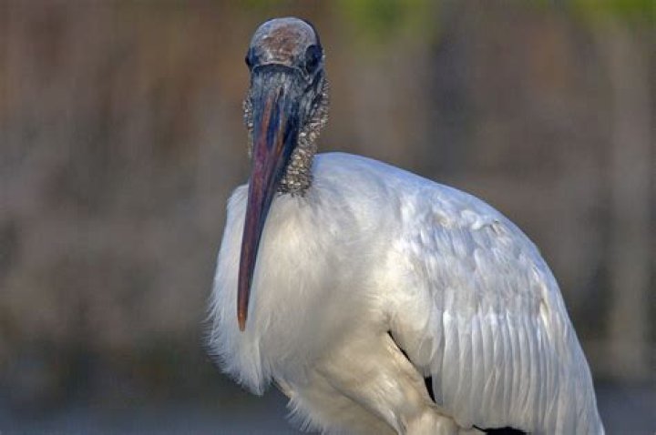 Are there storks in Texas?