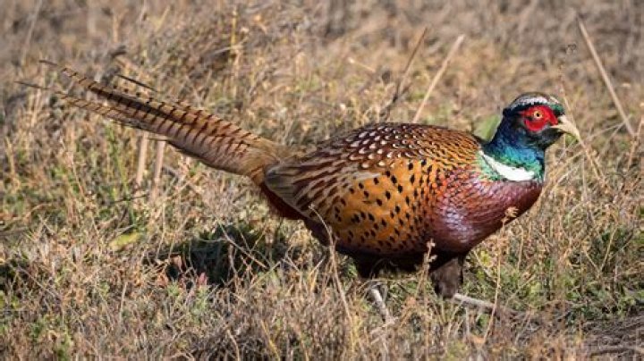Are there wild pheasants in PA?