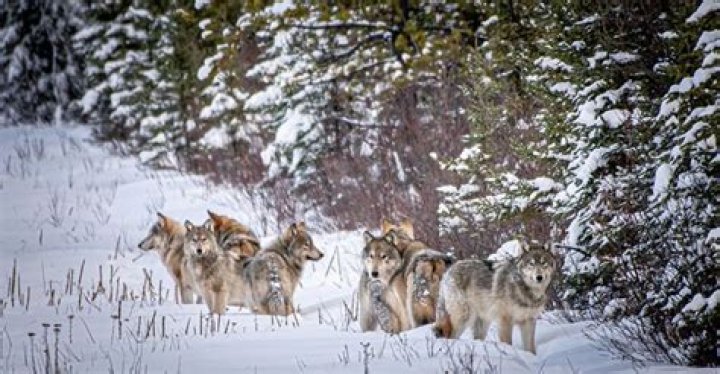Are there wolves in Lake District?