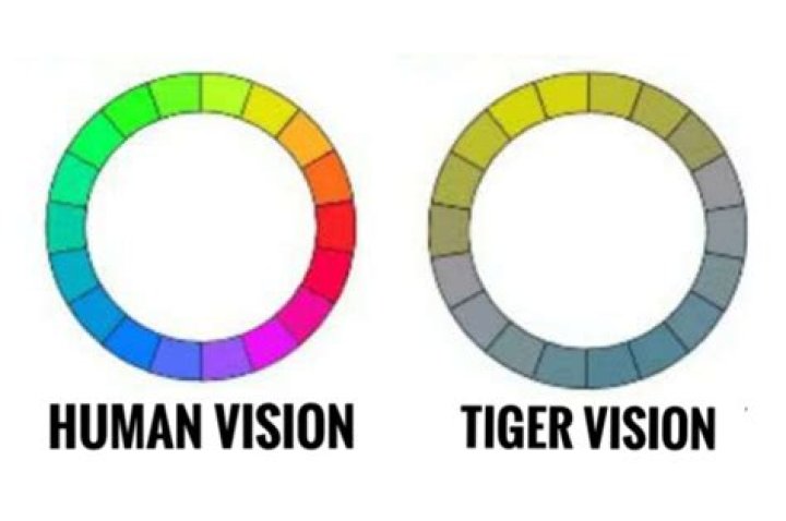Are Tigers color blind?