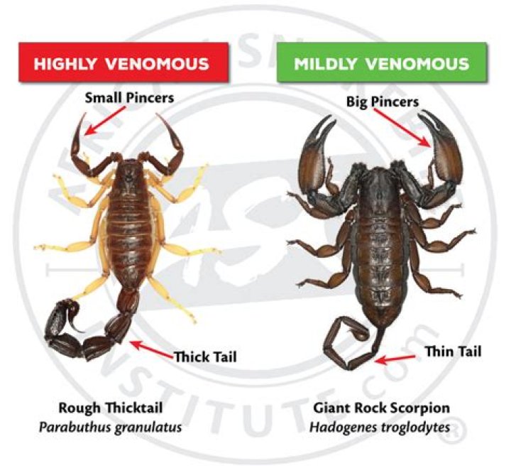 Are tiny scorpions dangerous?