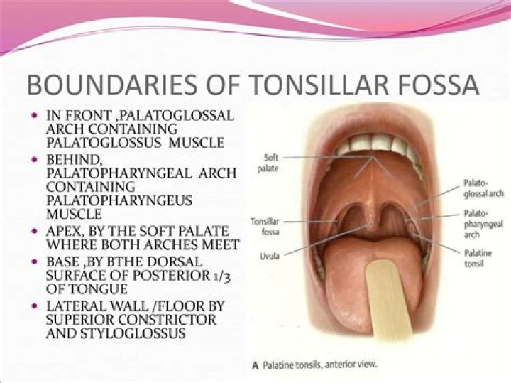 Are tonsils primary or secondary?