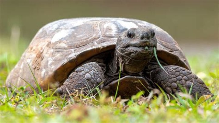 Are tortoises protected?