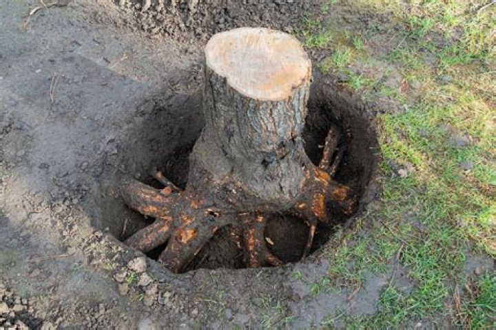 Are tree stumps dead or alive?