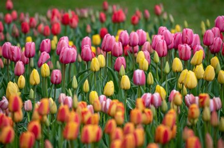 Are tulips good for Mothers Day?