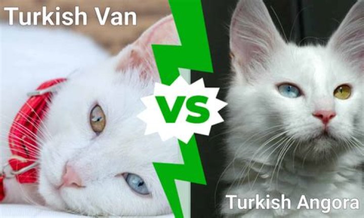 Are Turkish Vans talkative?