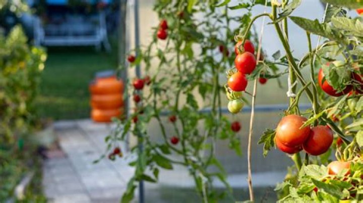 Are vine tomatoes easy to grow?