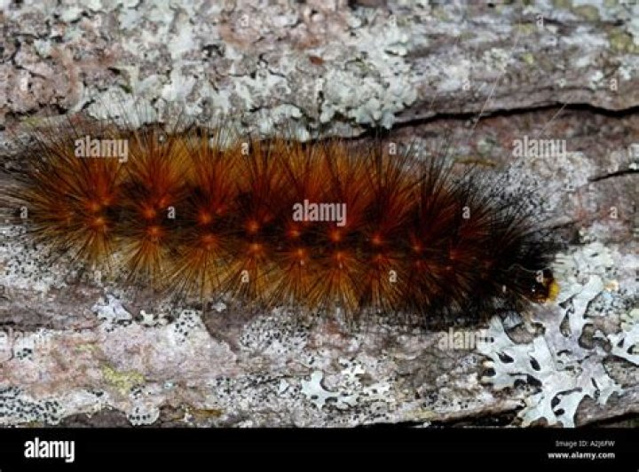 Are Virginian tiger moth caterpillars poisonous?