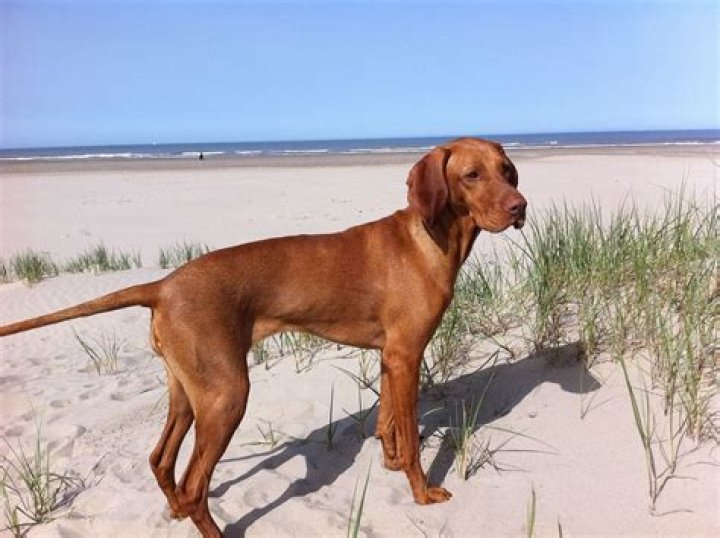 Are Vizslas considered large breed?