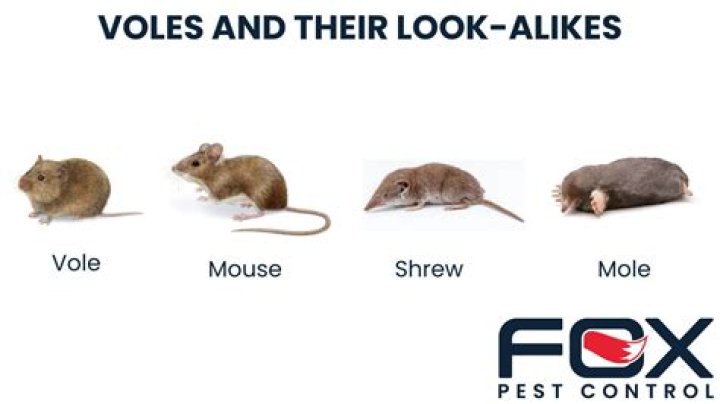 Are voles vermin?