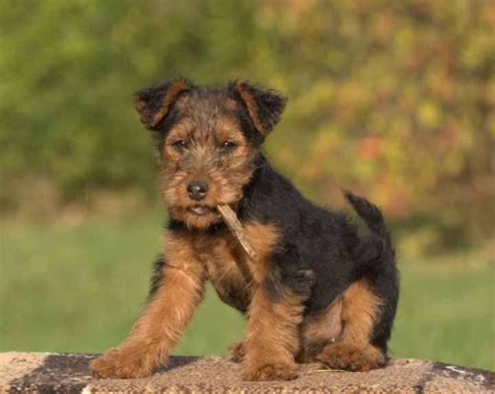 Are Welsh terriers good with other dogs?