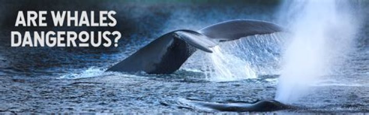 Are whales dangerous to humans?