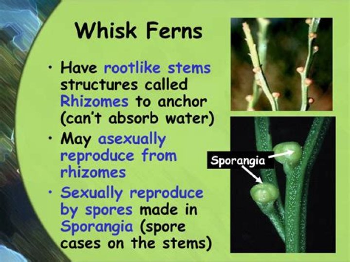 Are whisk ferns vascular or nonvascular?
