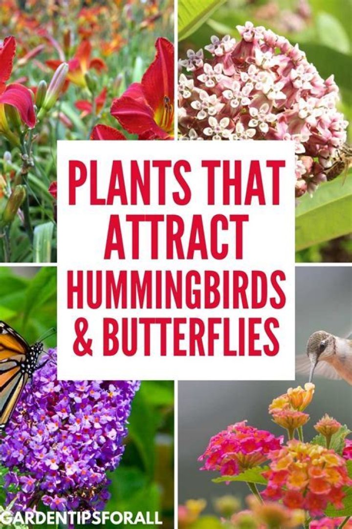 Are white butterflies good or bad?