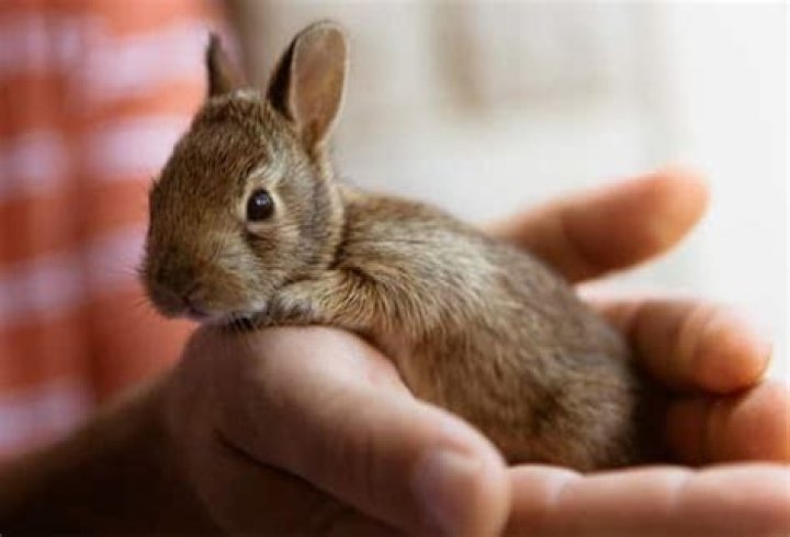Are wild rabbits born with fur?