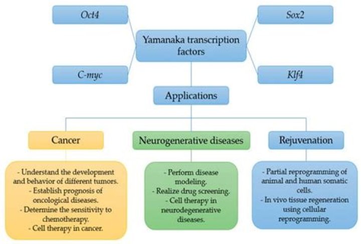 Are Yamanaka factors transcription factors?
