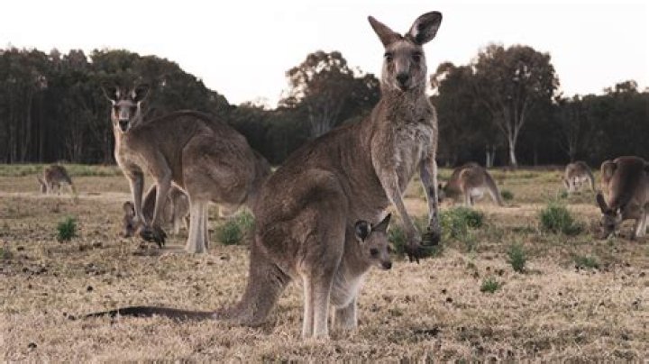 Are you allowed to kill kangaroos?