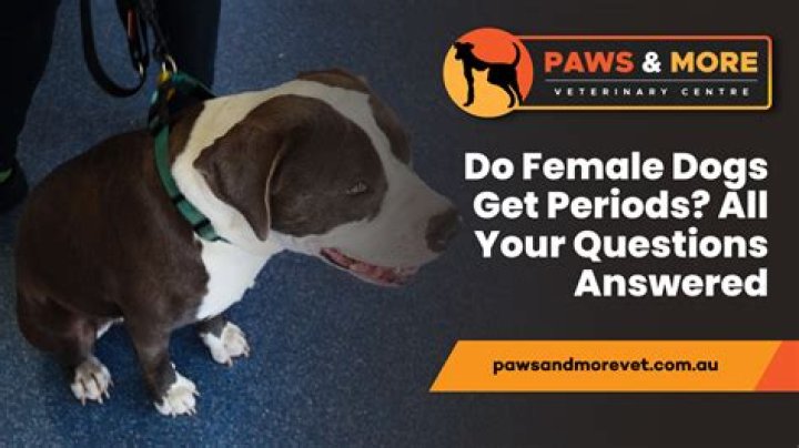 At what age do female dogs stop being fertile?