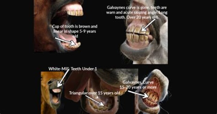At what age is a horse in its prime?